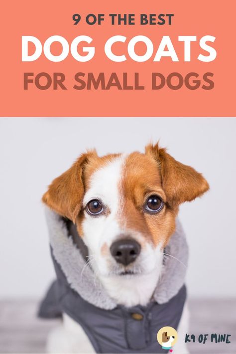 Looking to keep your petite pooch warm? We've rounded up the very best dog coats for small dogs. Get epic warmth in a tiny package! #dogs #dogcoats #smalldogs Small Dog Winter Coat, Small Dog Coats, Cute Small Dogs, Dog Clothes Diy, Dog Winter Coat, Dog Fleece, Small Dog Clothes, Lap Dogs, Majestic Animals