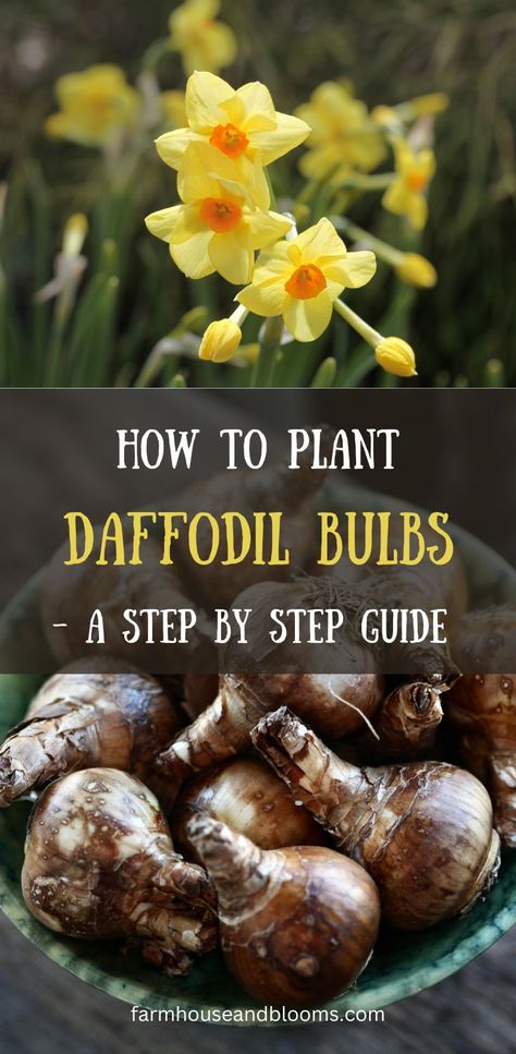 wo pictures, one of daffodil flowers, and one of daffodil bulbs Planting Daffodil Bulbs, Planting Bulbs In Spring, Daffodils Planting, Bulb Planting, Diy Container Gardening, Cottage Garden Flowers, Growing Cut Flowers, Decorative Trees, Perennial Bulbs