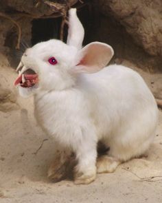 White Rabbit on Pinterest Monty Python Rabbit, Scary Rabbit, Scary Bunny, Killer Bunny, Animal Hybrids, Young Rabbit, Creepy Animals, Courage The Cowardly Dog, Cowardly Dog