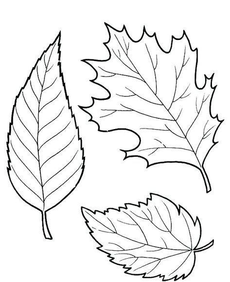 Fall Leaves Coloring Pages - Best Coloring Pages For Kids Fall Leaves Coloring Pages, Fall Coloring Sheets, Printable Leaves, Leaf Coloring Page, Autumn Leaf Color, Embroidery Leaf, Tree Coloring Page, Leaf Template, Fall Coloring Pages