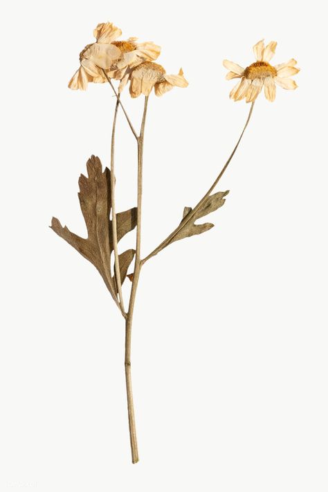 Dried daisy flower design element | free image by rawpixel.com / Teddy Rawpixel Dry Flower Sticker, Dried Flowers Png, Dried Flowers Aesthetic, Dried Daisies, Dried Flowers Art, Daisy Flower Design, Drying Flowers, Png Flower, Aesthetic Journal