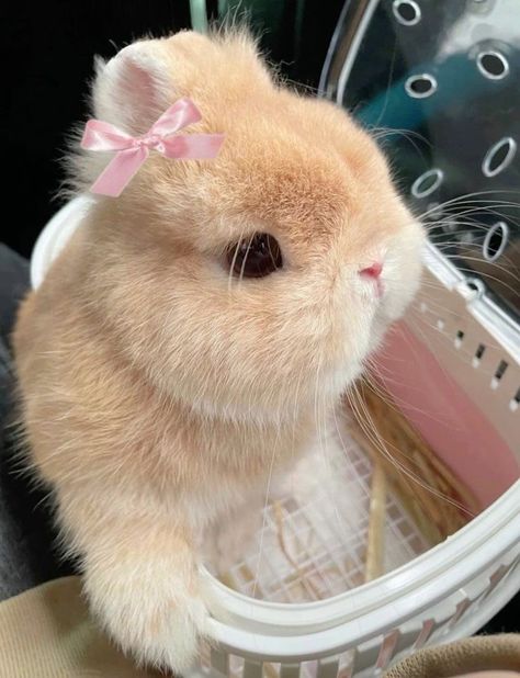 Cutest Bunny Ever, Pet Bunny Rabbits, Cute Bunny Pictures, Cute Small Animals, Bunny Pictures, Pet Bunny, Super Cute Animals, Pretty Animals