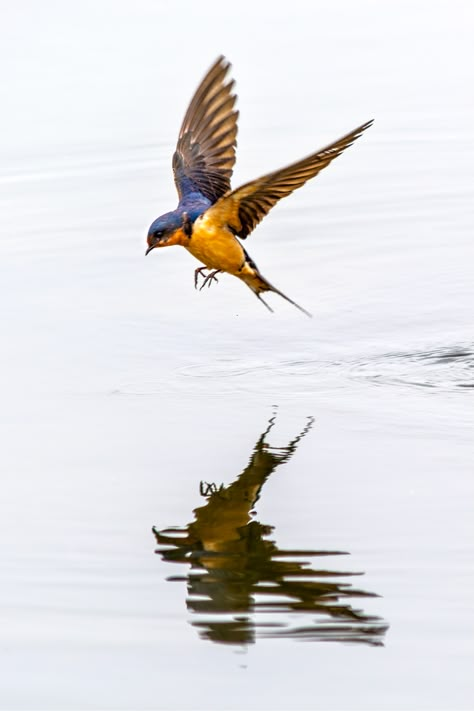 A barn swallow flying over the lake at Prospect Park in Wheat Ridge, Colo. Swallow Flying, Flying Bird Tattoo, Bird Reference, Barn Swallow, Swallow Tattoo, Bird Flying, Swallow Bird, Flying Birds, Chinoiserie Wallpaper