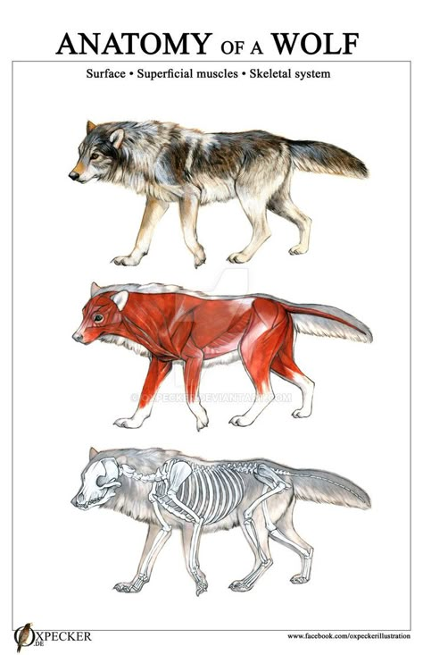 Anatomy of a Wolf by oxpecker Wolf Anatomy, Wolf Skull, Dog Anatomy, Animal Skeletons, Animal Study, Wolf Drawing, Draw Animals, Animal Anatomy, Animal Reference