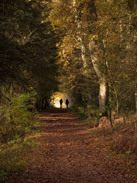 Witchy Academia, Feminine Tomboy, Walk In The Forest, Couples Walking, Forest Road, Walk In The Woods, Deep Forest, Autumn Forest, Autumn Aesthetic