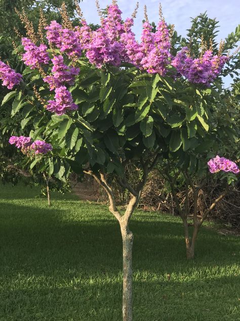 Queen's Crepe Myrtle, Lagerstromia Speciosa, Pride of India Pride Of India Flowers, Crepe Myrtle Painting, Dynamite Red Crepe Myrtle, Flower Bed Around Crepe Myrtle, Black Diamond Crepe Myrtle, Purple Crepe Myrtle, Lagerstroemia Speciosa, Flower Planting Guide, Pride Of India