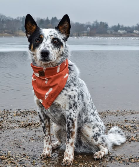 Blue mottled Australian cattle dog / Blue heeler Cattle Dog Mix Breeds, Australian Blue Heeler, Blue Heeler Aesthetic, Blue Healers Dog, American Cattle Dog, Australian Shepherd Blue Heeler, Australian Heeler, Animal Wallpaper Aesthetic, Red Heeler Dog