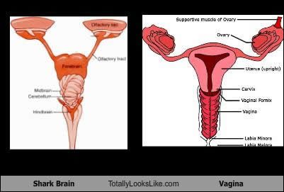 pms will now be referred to as shark week.....totally Shark Brain, Healthy Life Motivation, Positive Signs, The Menstrual Cycle, Female Reproductive System, Crazy Women, Soccer Motivation, Belly Laughs, Reproductive System