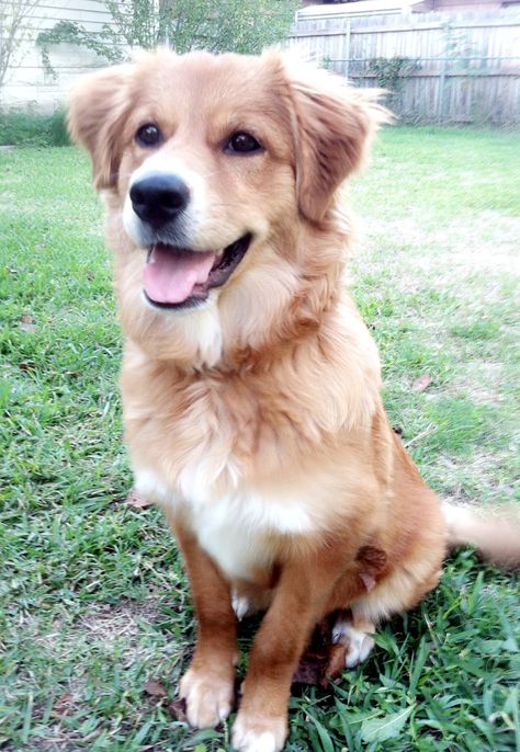 My rescue dog. German shepherd/ retriever mix Australian Shepherd Red Tri, Invisible String, Australian Shepherd Mix, Golden Retriever Mix, Australian Shepherd Dogs, Puppies And Kitties, Yorkshire Terrier Puppies, Retriever Puppy, Sweet Dogs