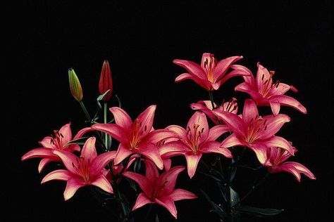 ... Desktop Wallpaper Wildflowers, Pretty Wallpapers Pc, Pink Lilies Wallpaper, Flower Long Widget, 2048 X 1152 Pixels Banner, Laptop Wallpaper Japanese, Ipad Wallpaper Backgrounds Horizontal, Macbook Live Wallpaper, Flower Macbook Wallpaper High Quality