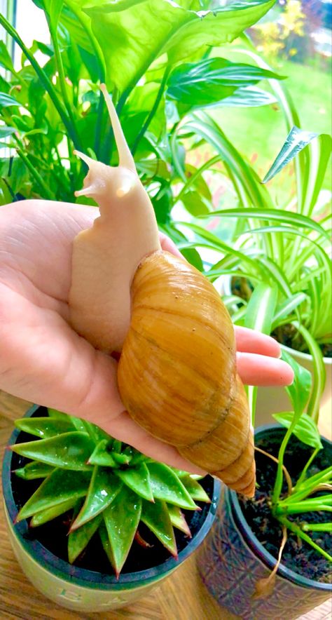 African Giant Snail, Snail Enclosure, African Land Snail, African Snail, Giant African Land Snails, Giant Snail, Land Snail, Pet Snails, Snails In Garden