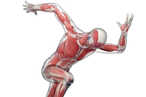 Biomechanics and Body Movement Biomechanics Study, Human Biomechanics, Functional Patterns, Human Body Drawing, Body Mechanics, Biomedical Engineering, Exercise Program, Connective Tissue, Human Anatomy And Physiology