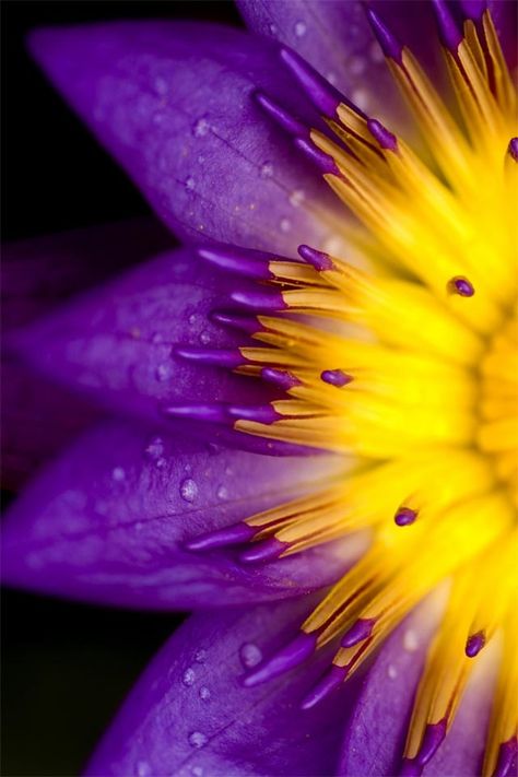 Yellow And Purple, Purple And Yellow, Water Droplets, Yellow Purple, Purple Flower, Macro Photography, Flowers Plants, Beautiful Flowers, Phone Wallpaper