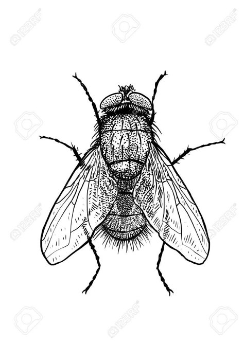 Fly Sketch, Bug Reference, Fly Illustration, Tattoo Filler Ideas, Engraving Drawing, Painting Prompts, Fly Tattoo, House Fly, Fly Drawing