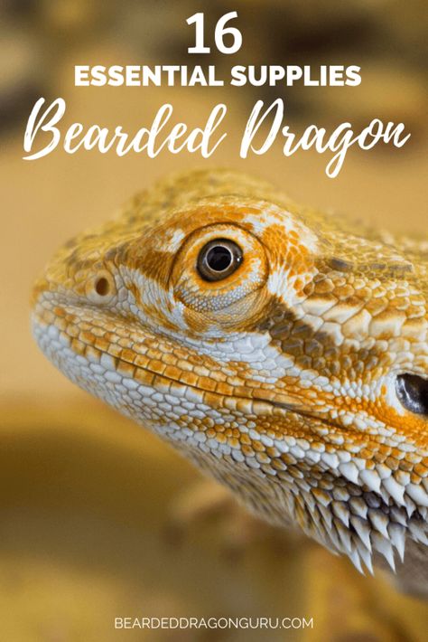 Bearded Dragon Tank Setup, Fancy Bearded Dragon, Diy Bearded Dragon Enclosure, Bearded Dragon Colors, Dragon Colors, Bearded Dragon Terrarium Ideas, Bearded Dragon Accessories, Bearded Dragon Tattoo, Bearded Dragon Diy