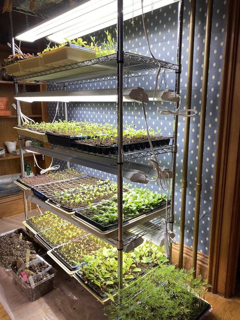 Seedlings Indoors Starting, Seed Starting Setup, Flowers From Seed, Seeds Planting, Seed Starting Soil, Seedlings Indoors, Flower Seedlings, Starting Seeds, Indoor Greenhouse