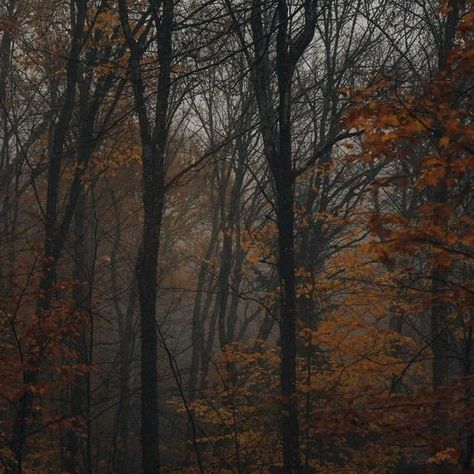 Natalie + Core + Aesthetic, Dark Fall Aesthetic, Tis Autumn, Helloween Wallpaper, Dark Fall, Dark Autumn, Foggy Forest, Autumn Scenery, Season Of The Witch