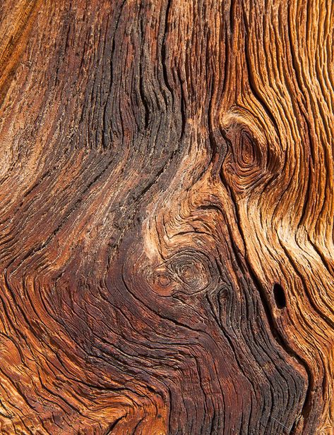 Yosemite Sequoia, Faux Wood Wall, Christmas Bark, Tree Bark Texture, Sequoia Tree, Tree Textures, Wood Walls, Theme Nature, Natural Patterns