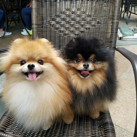 Teacup Dog Breeds, Baby Pomeranian, Cute Fluffy Puppies, Pom Dog, Dog Mommy, Very Cute Puppies, Cute Pomeranian, Cute Animals Puppies, Pomeranian Dog