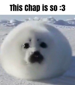 Seal Oc Art, Seal Meme, Silly Seal, Harp Seal Pup, Funny Seals, Harp Seal, Cute Seals, Seal Pup, Baby Seal