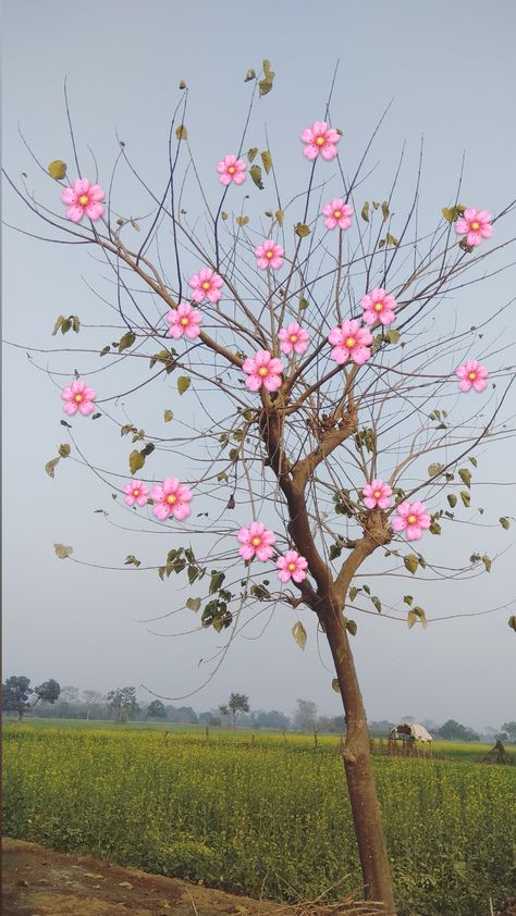 Tree aesthetic  #tree #village # snap Village Snap, Aesthetic Tree, Tree Village, Tree Aesthetic, Cute Funny Pics, Nature Instagram, Snap Streak, Aesthetic Photos, Aesthetic Photo