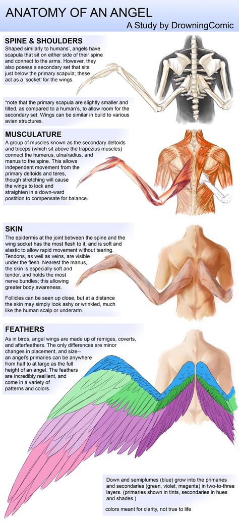 Angel Wing Concept Art, Types Of Wings Angels, Humans With Wings Anatomy, Winged Person Anatomy, Different Types Of Angel Wings, Avian Humanoid Wings, Angel Anatomy Wings, Bird Wings On Humans, How To Draw Bird People