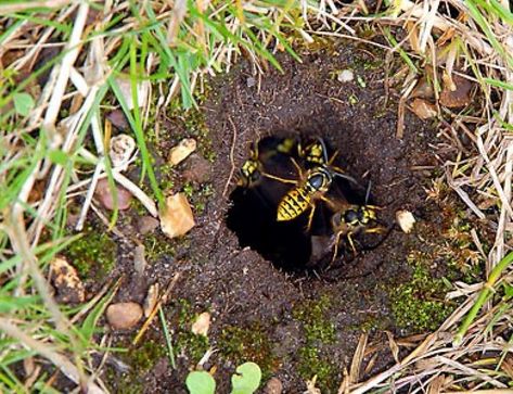 Advice - How to Find Wasp Nests Bee Identification, Facts About Bees, Wasp Nest Removal, Wasp Killer, Wasp Spray, Wasp Removal, Ground Bees, Get Rid Of Wasps, 10 Amazing Facts