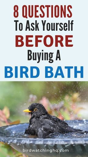 Bird baths help attract more birds! Ask yourself these 8 questions BEFORE buying a new bird bath. Plus lots of helpful buying suggestions, tips, & tricks. #birdbaths #birdwatching #backyardbirds Backyard Birds Sanctuary, Bath Garden, Diy Bird Bath, Bird Bath Garden, Questions To Ask Yourself, Bird Feeding, Bird Care, Diy Birds, How To Attract Birds