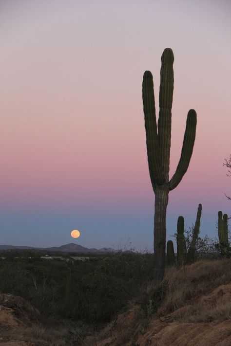 cardon cactus in baja california sur Desert Aesthetic, Wal Art, Desert Life, Desert Vibes, Baja California Sur, California Dreaming, Nature Aesthetic, California Travel, Sky Aesthetic