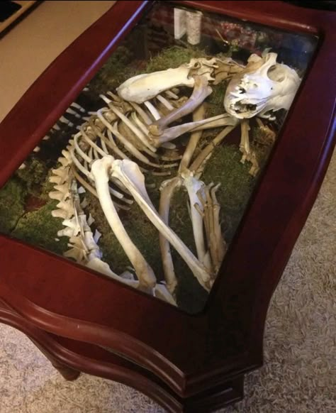 Coyote Skeleton, Oddities Decor, Wet Specimen, Animal Skeletons, Taxidermy Art, Bone Crafts, Skeleton Bones, Vulture Culture, Bone Art