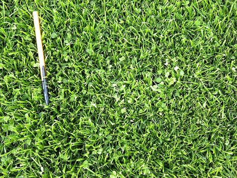 Mowed microclover, fine/dwarf fescue blend Trifolium repens var pinpolino Microclover Lawn, Micro Clover, Lawn Alternative, Clover Lawn, Grass Alternative, Nitrogen Fixation, Clover Seed, Seeding Lawn, Lawn Alternatives