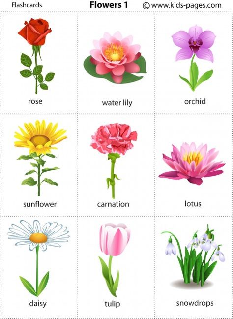 flashcards for every topic imaginable Flower Flashcards, Flowers Name, Flower Chart, Printable Flower, Learning English For Kids, Flashcards For Kids, Kids Pages, English Vocab, Kids English