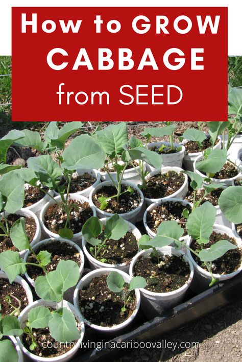 Cabbage Plants In Pots, Planting Cabbage Seeds, How To Grow Cabbage From Seed, How To Plant Cabbage, How To Plant Cabbage Plants, How To Grow Cabbage In A Pot, Growing Cabbage From Seed, Growing Cabbage Plants, Cabbage Plants Gardening