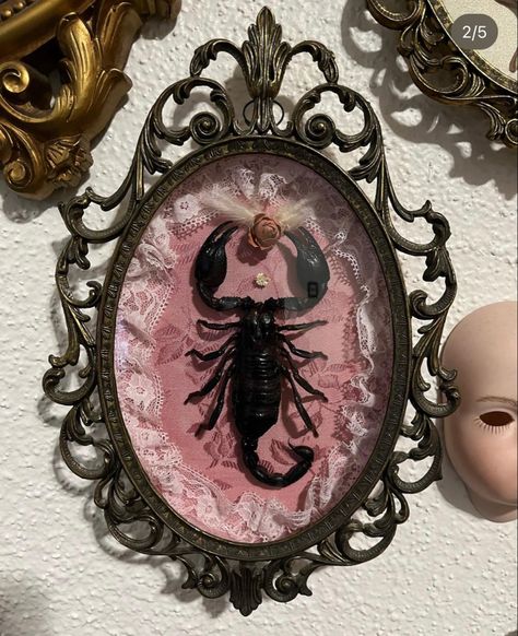 Goth Oddities Decor, Oddities Home Decor, Oddities Bedroom, Bug Taxidermy Art, Oddity Artwork, Oddities Aesthetic, Taxidermy Bugs, Taxidermy Aesthetic, Entomology Decor