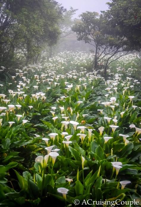 Calla Lily Festival Field Lily Field, Travel Taiwan, Aesthetic Easter, White Lily Flower, Lilies Of The Field, Arum Lily, Garden Aesthetic, Calla Lilies, White Lilies