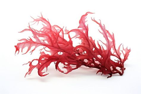 Red seaweed plant white background accessories. | free image by rawpixel.com / Chotika Plant White Background, Background Accessories, Editing Pics, Kelp Forest, Red Algae, Download Free Images, Free Image, Design Inspo, Transparent Background