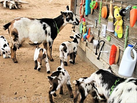 List of busy-board contents can be found at the link. Goat Enrichment Ideas, Goat Playground Ideas, Goat Playground, Goat Pen, Goat Barn, Pygmy Goat, Homestead Farm, Backyard Chicken Farming, Goat Farming