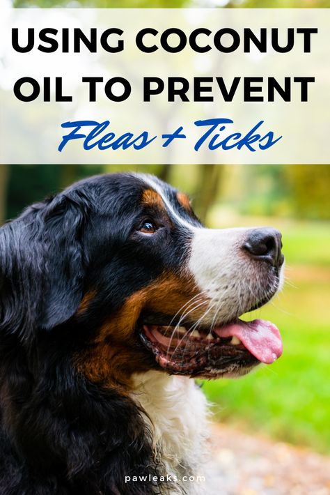 Keeping your dog healthy and happy at all times should be a priority. But when the days get warmer and brighter during spring and summer, ticks and fleas start to lurk around every corner. These bugs carry fatal diseases like Lyme disease or FAD. Animals are hypersensitive to chemical products and they can cause diarrhea, vomiting, irritations or even seizures. So what is the best way to get rid of fleas and ticks in a natural and safe way? #ticks #fleas #coconutoil Natural Flea And Tick Prevention For Dogs, Ticks On Dogs Get Rid Of, Natural Flea And Tick For Dogs, Diy Dog Shampoo For Fleas And Ticks, Best Way To Get Rid Of Fleas On Dogs, Natural Flea Bath For Dogs, Diy Dog Flea And Tick Repellent, Getting Rid Of Fleas On Dogs, How To Get Rid Of Ticks On Dogs