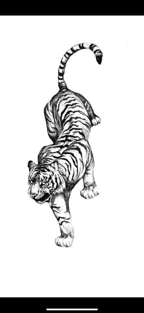 Tiger Tattoo On Leg For Women, Two Headed Tiger Tattoo, Tiger Tattoo For Women Thighs, Tiger Fine Line Tattoo, Animal Tattoo Men, Puma Tattoo Design, Tiger Panther Tattoo, Tiger Sketch Tattoo, Crawling Tiger Tattoo