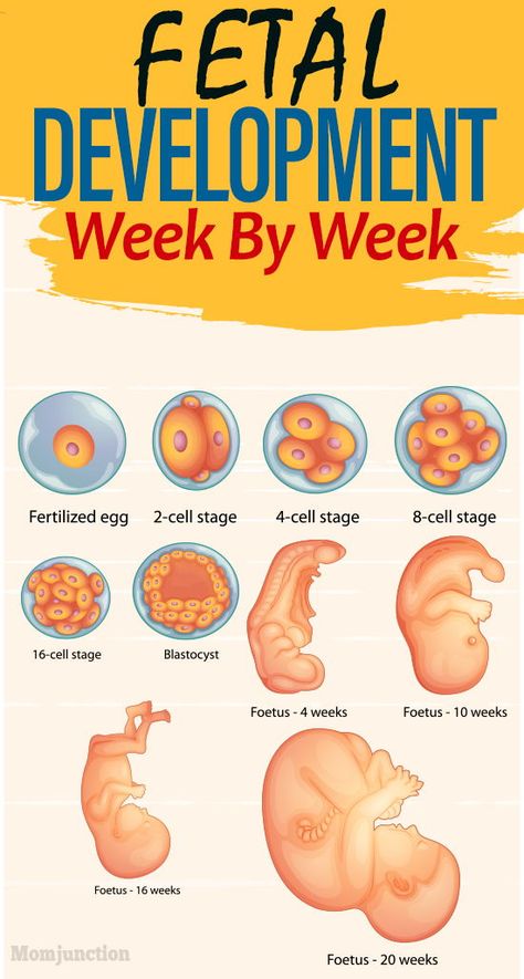 Fetal Development Week By Week : While regular ultrasound scans give you a glimpse of the baby now and then, you might want to know more in detail. In this MomJunction post, we give you a detailed picture of how your baby grows inside the womb. #pregnancy #pregnant  #womb #pregnancycare  #fetaldevelopment #weekbyweek How Baby Grows In Womb, Womb Anatomy, Baby Growth In Womb, Fetal Development Week By Week, First Trimester Pregnancy Tips, 5 Weeks Pregnant, Pinterest Baby, First Trimester Pregnancy, Pregnancy Week