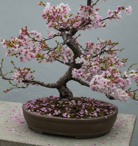 Bonsai Tree Wedding Centerpieces, Hogwarts Greenhouse, Bonsai Cherry Blossom, Bonsai Tips, Bonsai Cherry Tree, Japanese Pastry Shop, Bonsai Tree Aesthetic, Trees Reference, Sakura Bonsai