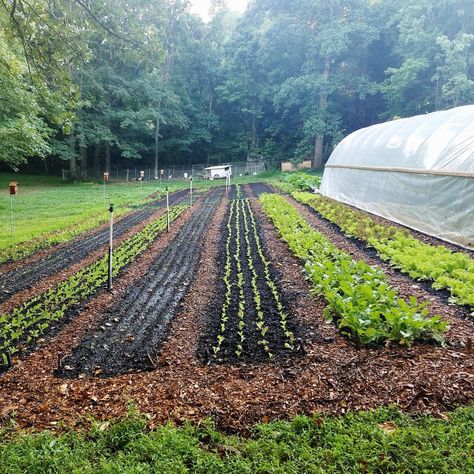 Crop Garden Design, Large Food Garden, Tilled Garden Layout, No Till Flower Farming, No Till Vegetable Garden, Market Garden Ideas, No Till Garden Layout, Market Garden Layout, 10 Acre Farm Layout