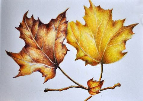 Original Colored Pencil Drawing, Realist Botanical Leaves Drawing, Autumn Leaf Art, Autumn Drawing 5.5x8 inch Painting With Pencil, Autumn Leaf Art, Autumn Drawing, Drawing Autumn, Leaves Drawing, Autumn Leaves Art, Pencil Drawing Tutorials, Realistic Rose, Pencil Techniques