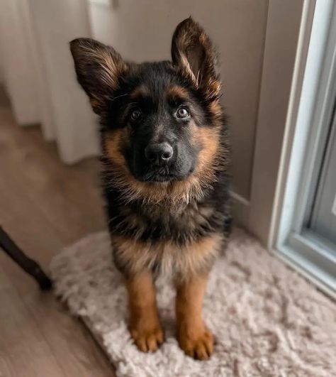 Farm Dogs Breeds, Clinically Insane, Baby German Shepherds, Cute Husky Puppies, All Dog Breeds, Cute Dogs Images, Farm Dogs, German Shepards, Dog Pics