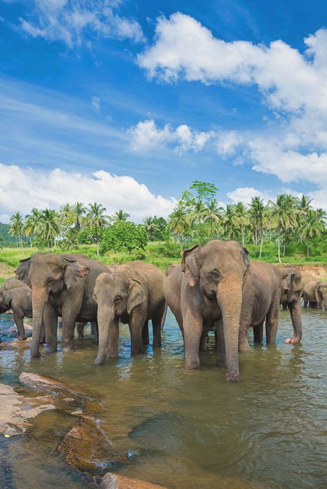 Travel Sri Lanka: 30 Photos That Will Make You Pack Your Bags And Go - Lifestyle & Travel Blog Travel And Tourism Aesthetic, Sir Lanka Travel, Sri Lanka Tourism, Sri Lanka Elephants, Khoa Sok National Park, Yala National Park Sri Lanka, Sri Lanka Travel Photography, Travel Life Aesthetic, Sri Lanka Aesthetic