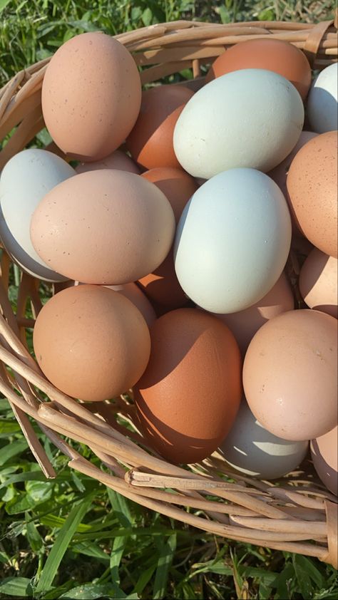 Fresh Eggs Aesthetic, Chicken Eggs Aesthetic, Chicken Astetic, Chickens Aesthetic Farm, Organic Farm Aesthetic, Chicken Aesthetic Animal, Farm Lifestyle Aesthetic, In A Jam Kate Canterbary, Chicks Aesthetic