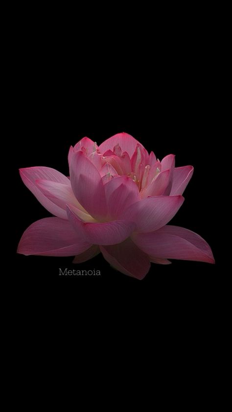 The lotus flower can be a sign of a new beginning which can also be the Greek word for Metanoia Lotus Flower Wallpaper, The Lotus Flower, Iphone Homescreen Wallpaper, A New Beginning, Greek Words, The Lotus, New Beginning, Homescreen Wallpaper, A Sign