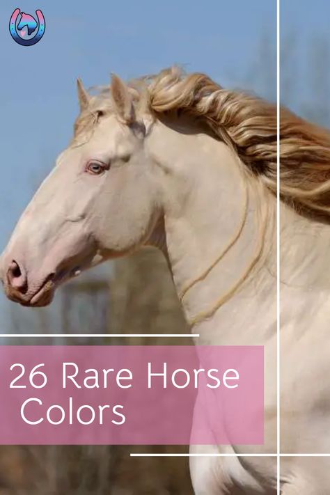 Calling all horse-lovers! Check out this amazing list of the world's 26 most unusual and rare horse colors and patterns! From the striking 'Appaloosa' to the rare 'Sooty Palomino' and 'Tiger Horse' - you won't want to miss this amazing look at some of the rarest breeds of horses around the world. #HorseLove #RareHorseColors #UnusualHorsePatterns Rarest Horse Breeds, Unusual Horse Colors, Horses With Unique Markings, Andulasian Horse, Draft Cross Horse, Types Of Horses Breeds, Beautiful Horses Rare, Horse Painting Ideas, Sooty Palomino