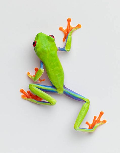 7,250 Tree Frog Photos and Premium High Res Pictures - Getty Images Red Eyed Frog, Tree Frog Tattoos, Frog Tattoo, Green Tree Frog, Petit Tattoo, Red Eyed Tree Frog, Frog Illustration, Frog Pictures, Frog Tattoos