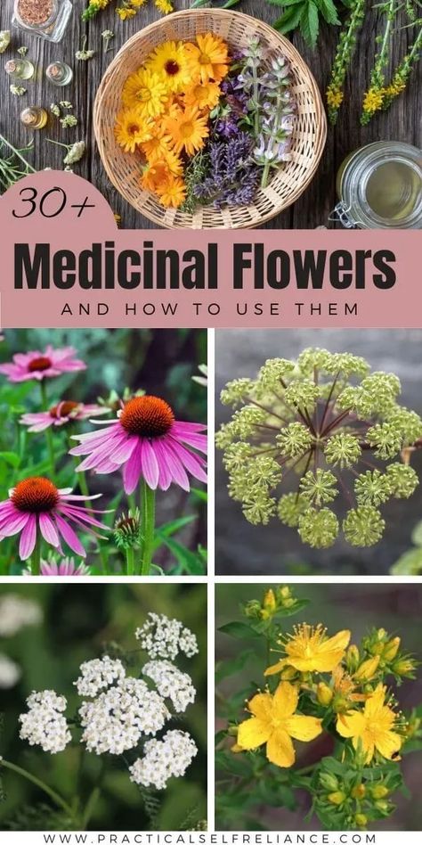 Medicinal Plants And Their Uses, Plants And Their Uses, Medicinal Flowers, Medical Plants, Medicine Garden, Flowers To Grow, Herbal Medicine Recipes, Wild Food Foraging, Herbal Remedies Recipes